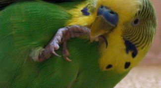 Картинка по теме - как научить волнистого попугая говорить