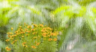 Картинка по теме - как выбрать комнатные растения