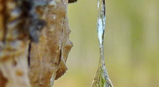 Картинка по теме - как вывести пятна от сосновой смолы