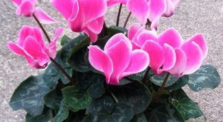 Картинка по теме - как спасти цикламен