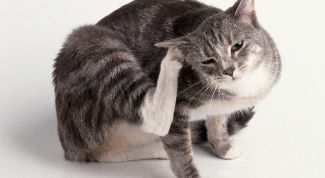 Картинка по теме - как вывести домашних блох