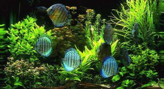 Картинка по теме - как понизить жесткость в аквариуме