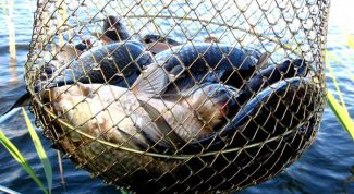 Картинка по теме - как приготовить прикормку для карася