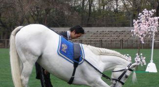 Картинка по теме - как научить лошадь делать поклон