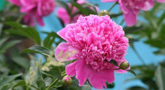 Картинка по теме - как принимать настойку пиона