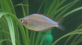 Картинка по теме - как отличить самца неона