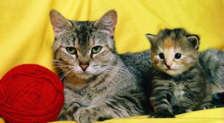 Картинка по теме - как сбить температуру у кота