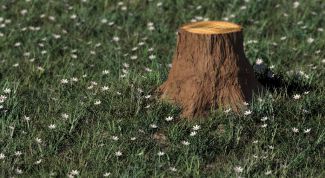 Картинка по теме - как удалить пень дерева