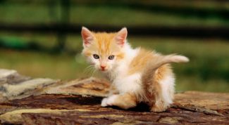 Картинка по теме - как узнать, что у кота глисты