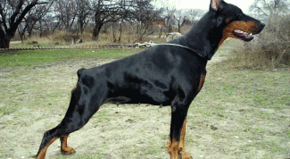 Картинка по теме - как отучить собаку убегать