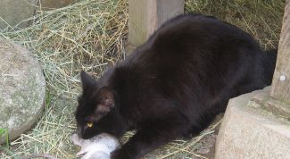 Картинка по теме - как выгнать крыс