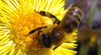 Картинка по теме - как составить бизнес-план пчеловодства