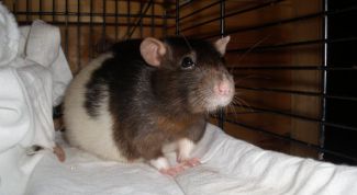 Картинка по теме - как узнать, что крыса беременна