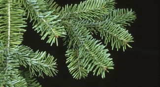 Картинка по теме - как отличить ель от пихты