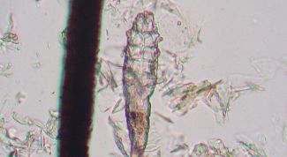 Картинка по теме - как лечить демодекоз у собак