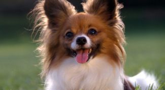 Картинка по теме - как назвать маленькую собаку