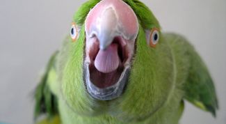 Картинка по теме - как научить попугая говорить