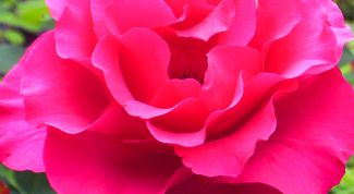 Картинка по теме - как растить розы