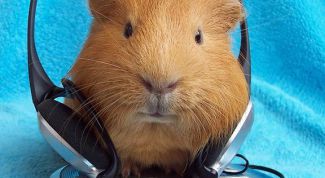 Картинка по теме - как перенести музыку в плеер