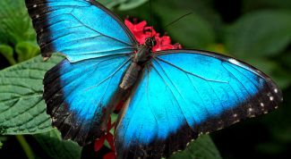 Картинка по теме - как кормить бабочек