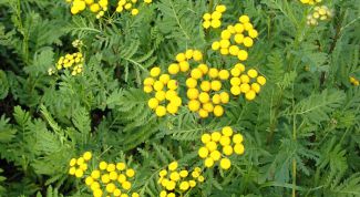 Картинка по теме - как принимать пижму