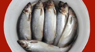 Картинка по теме - как сохранить соленую рыбу