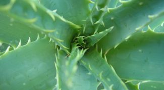 Картинка по теме - как приготовить алоэ с мёдом