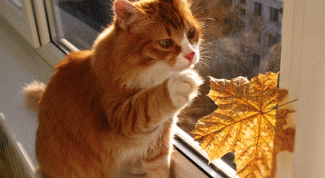 Картинка по теме - как назвать рыжую кошку