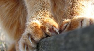 Картинка по теме - как отучить кота царапать