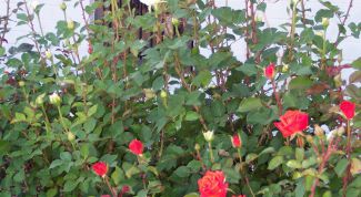 Картинка по теме - как правильно обрезать розы