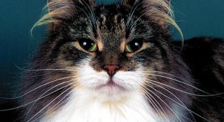 Картинка по теме - как надеть попону на кошку