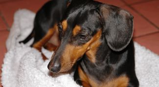 Картинка по теме - как купать таксу