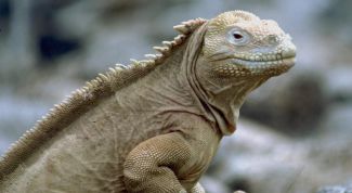 Картинка по теме - как оформить террариум