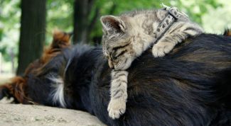 Картинка по теме - как подружить кота и собаку