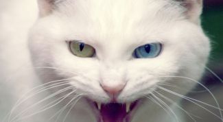 Картинка по теме - как лечить раны у кошек