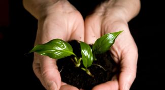 Картинка по теме - как вырастить здоровую рассаду