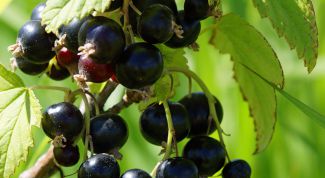 Картинка по теме - как размножить смородину