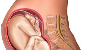 Картинка по теме - как вычислить вес плода