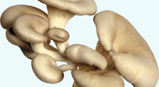 Картинка по теме - как получить мицелий вешенки