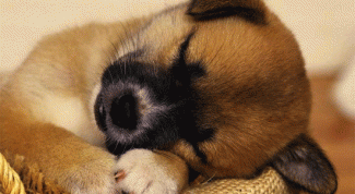 Картинка по теме - как определить возраст щенка