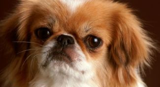 Картинка по теме - как воспитывать пекинеса