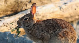 Картинка по теме - как ставить силок на зайца
