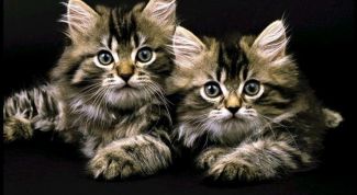 Картинка по теме - как лечить эпилепсию у кошек