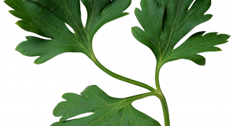 Картинка по теме - как нарисовать петрушку