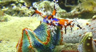 Картинка по теме - как подготовить грунт для аквариума