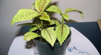 Картинка по теме - как подкармливать комнатные цветы