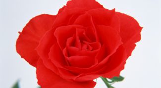 Картинка по теме - как поздравить тещу с днем рождения