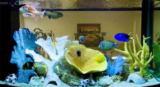Картинка по теме - как понизить температуру в аквариуме