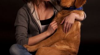 Картинка по теме - как вывезти собаку за границу