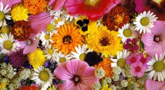 Картинка по теме - как открыть салон цветов